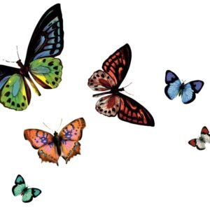 Rio Placemat - Butterfly Transparent